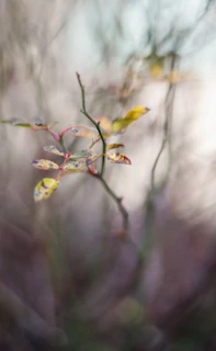 a branch with some leaves on it