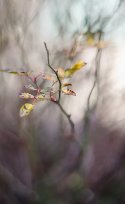 a branch with some leaves on it