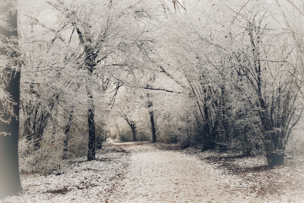 a snowy path in a park with trees covered in snow