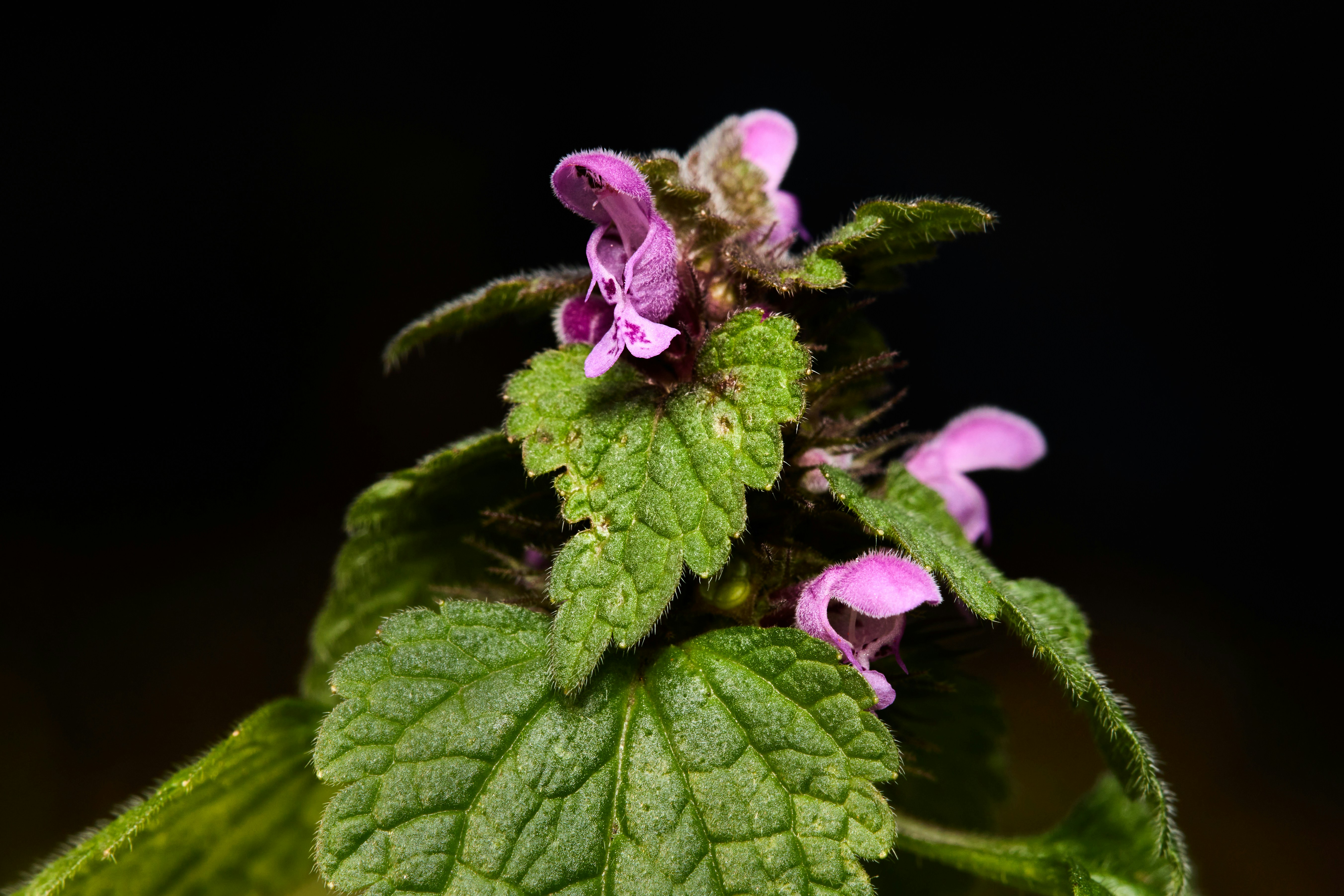 a close up of a plant with purple flowers