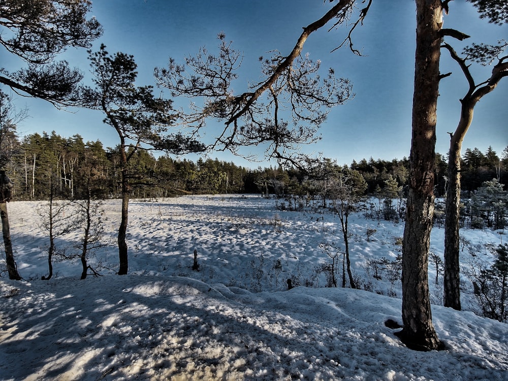 a snow covered field with trees in the background