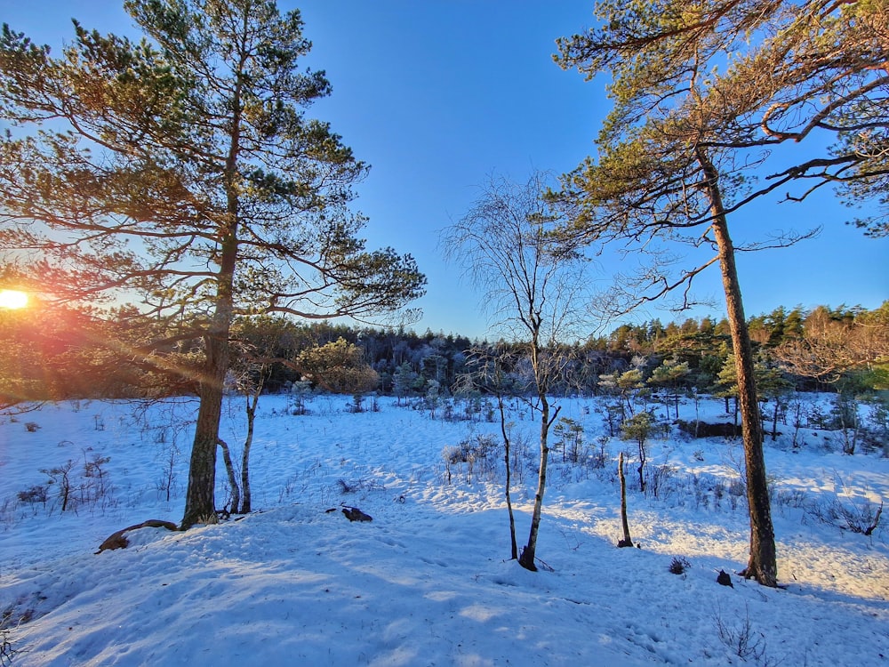 the sun is shining through the trees in the snow