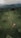 A lush, green landscape consisting of neatly organized tea plantations stretches out with winding dirt paths. Small huts are scattered across the fields, and dense forests lead into mist-covered mountains in the background.