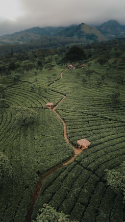 A lush, green landscape consisting of neatly organized tea plantations stretches out with winding dirt paths. Small huts are scattered across the fields, and dense forests lead into mist-covered mountains in the background.