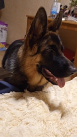 A German Shepherd dog is lying on a fluffy beige blanket with its tongue out. In the background, there is a wooden table with various items, including a water bottle and some household clutter.