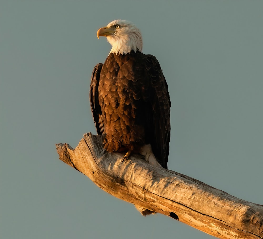 a bald eagle sitting on top of a tree branch