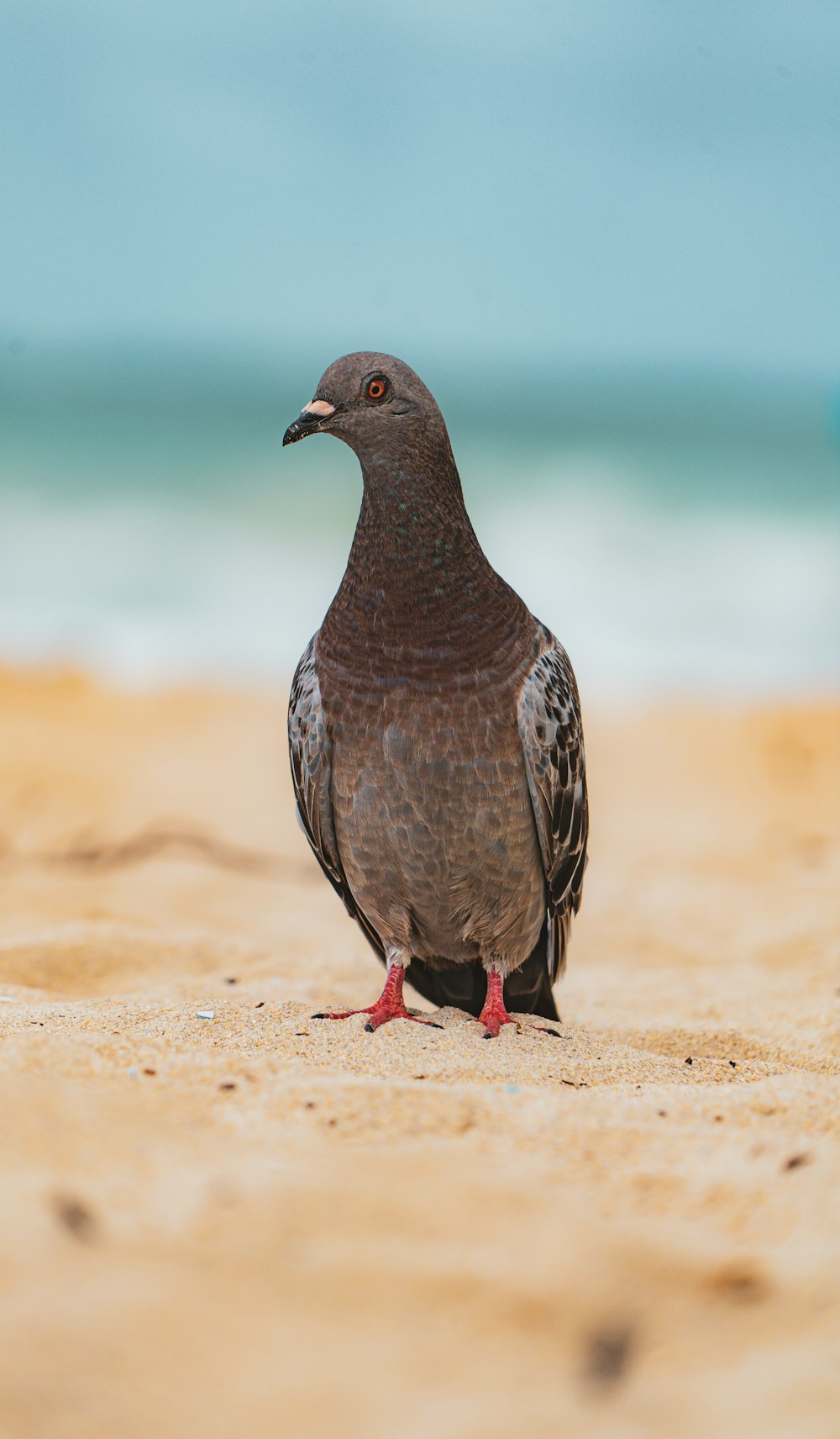 a bird standing on a sandy beach next to the ocean