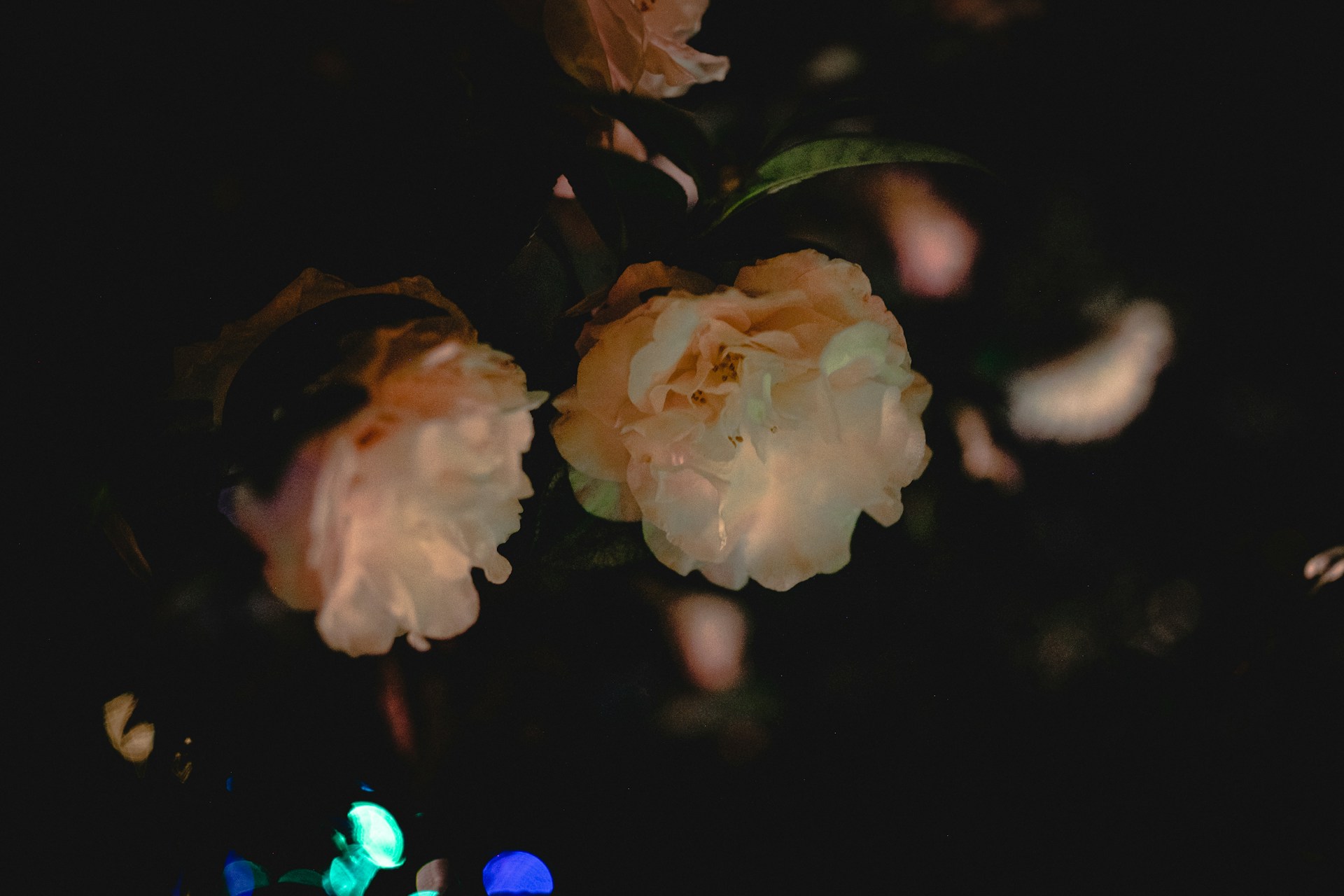a close up of a flower in the dark