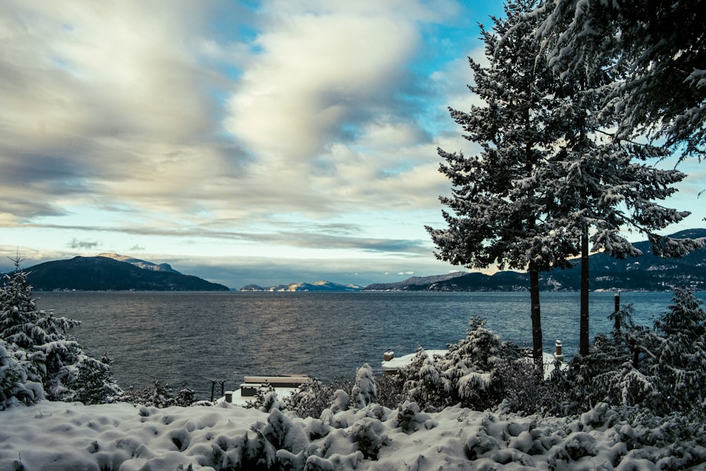 a snowy landscape with trees and a body of water