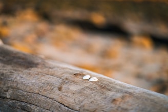 A close-up of natural seeds on a soft beige background.