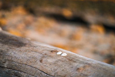 A close-up of natural seeds on a soft beige background.