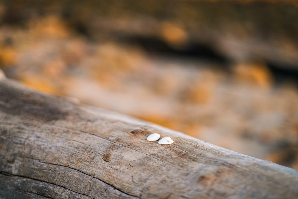 a close up of a piece of wood with small white objects on it