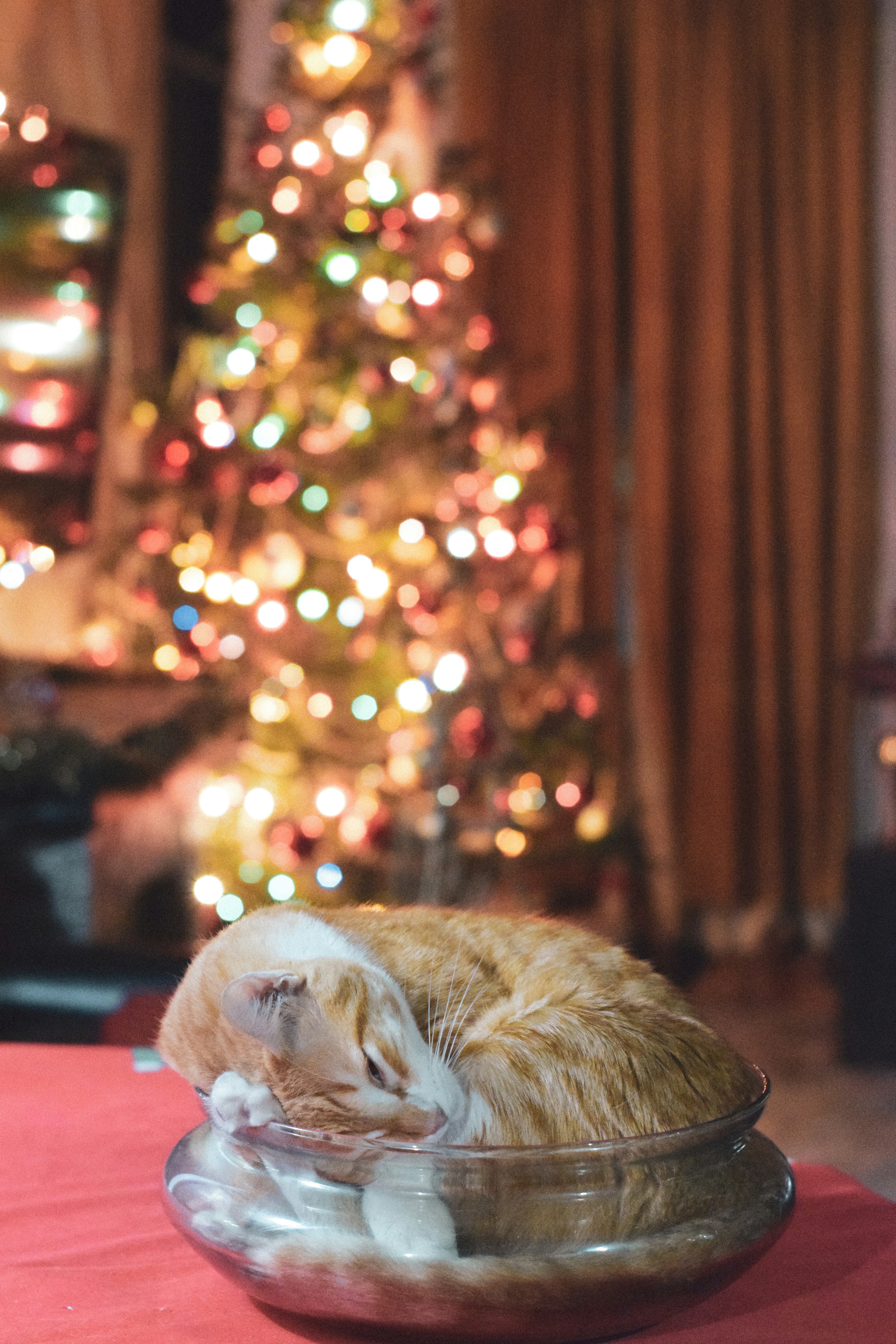 a cat sleeping in a bowl on a table