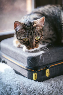a cat sitting on top of a piece of luggage