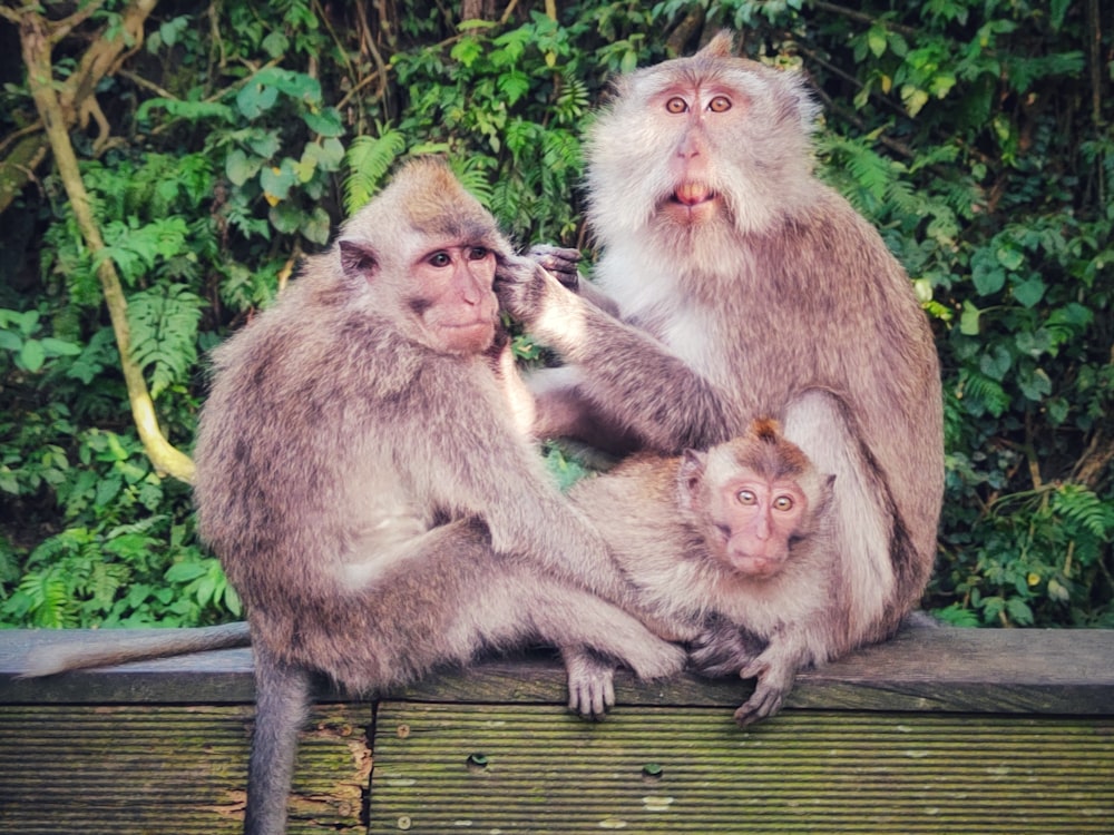 a group of monkeys sitting on top of a wooden bench