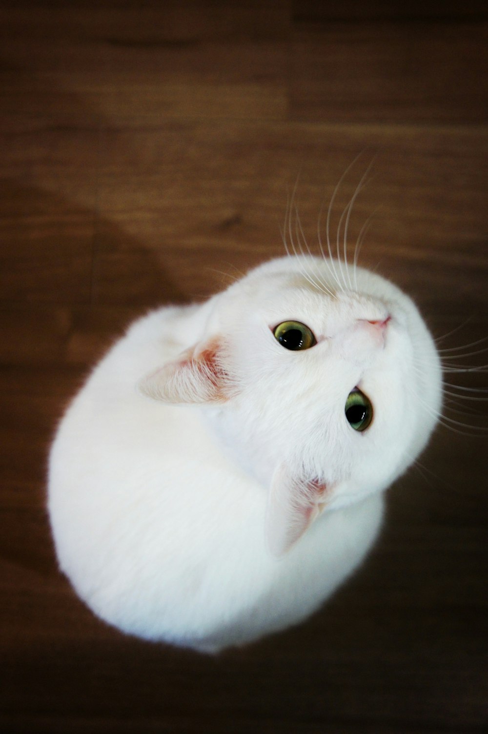a white cat laying on top of a wooden floor