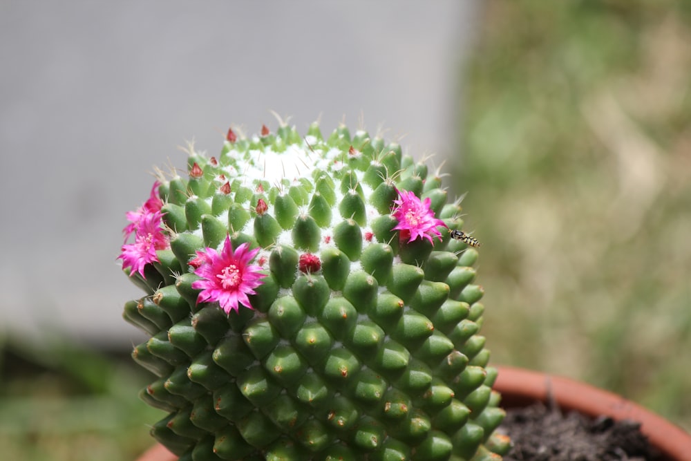 a green cactus with pink flowers in a pot