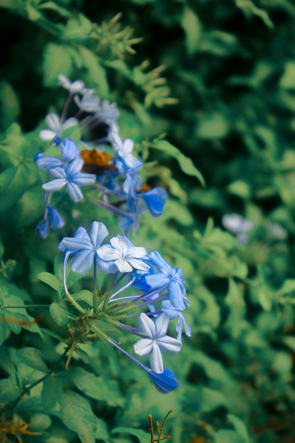 a group of blue and white flowers in a field