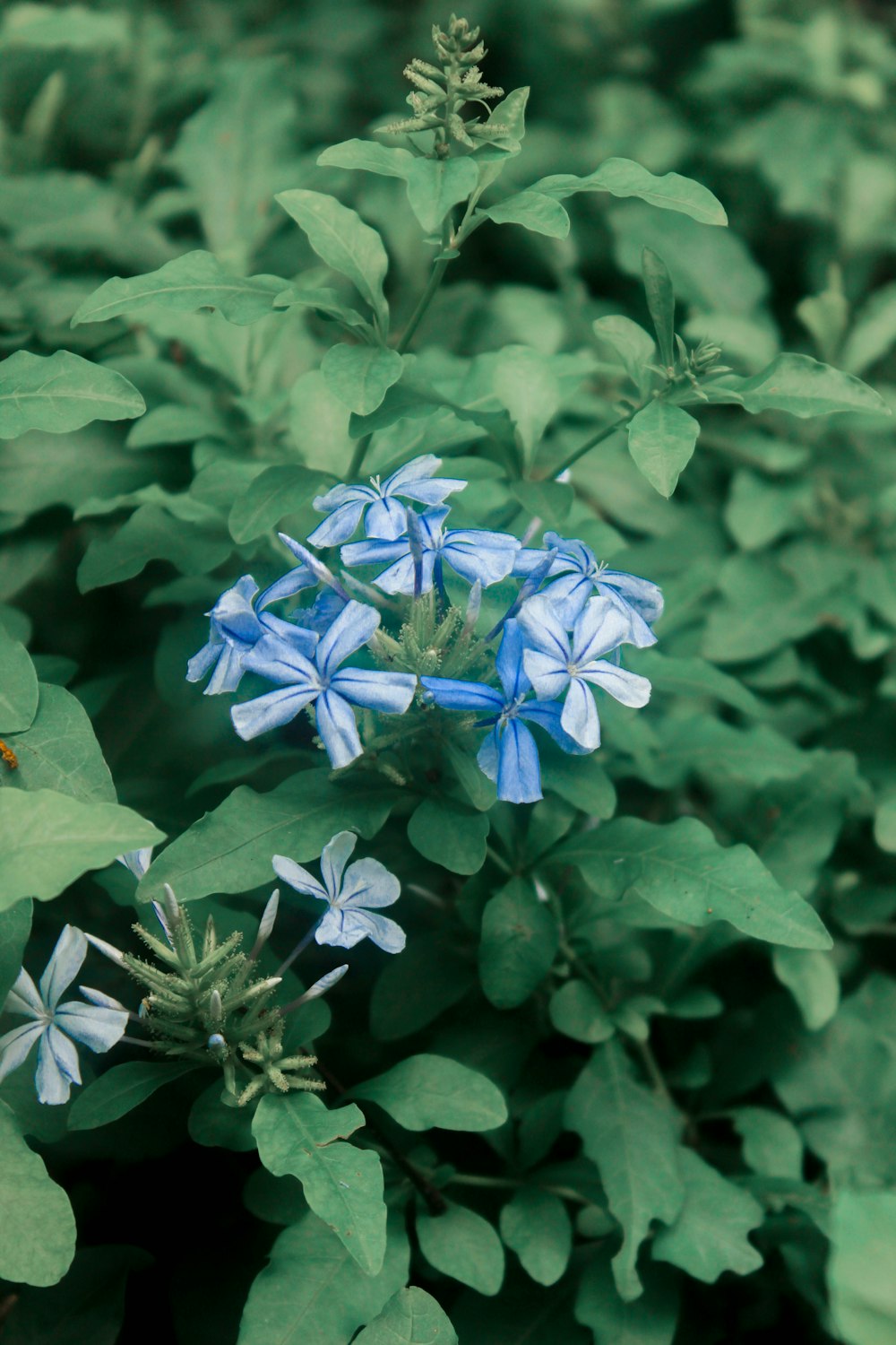 uma pequena flor azul cercada por folhas verdes