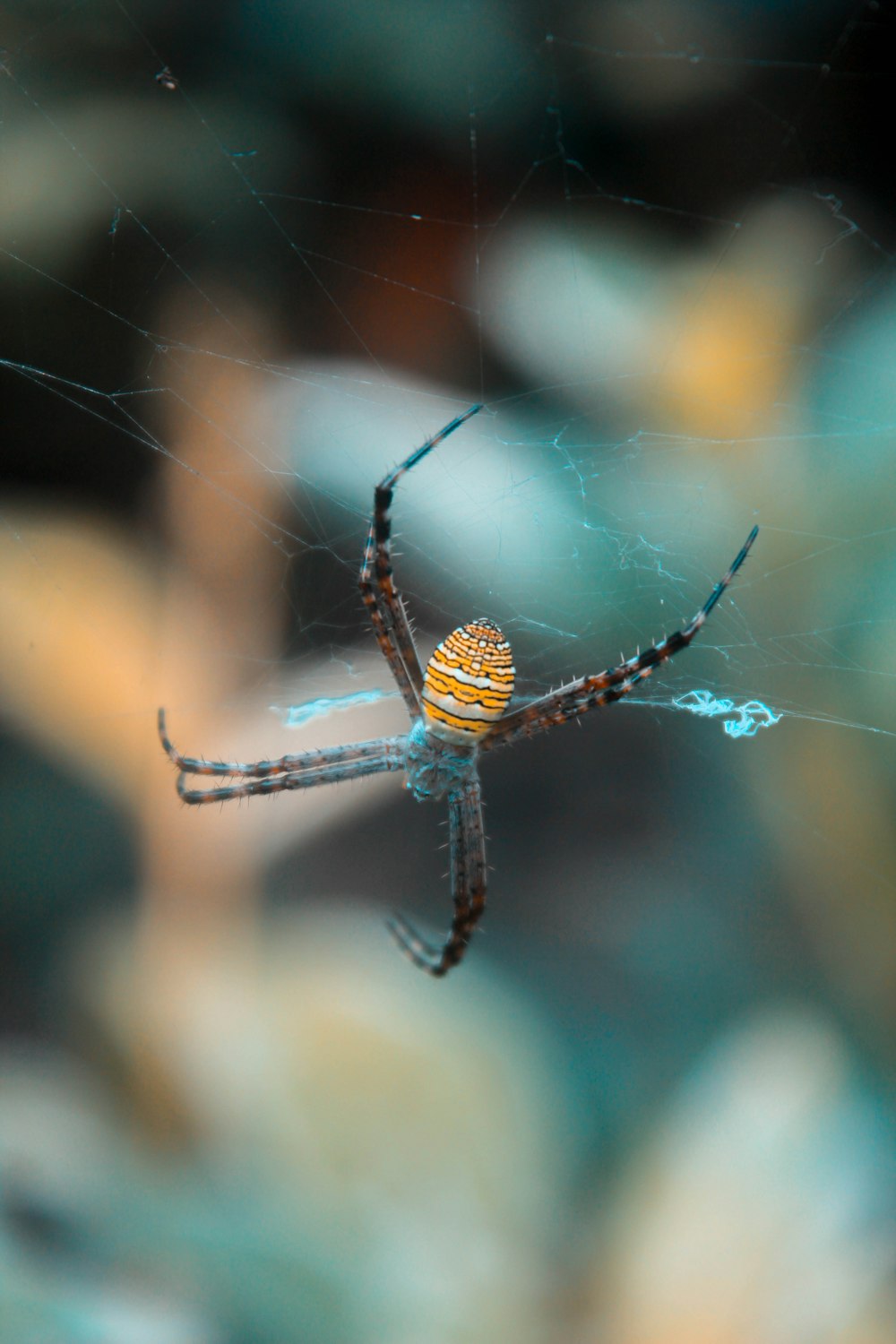 a close up of a spider on its web