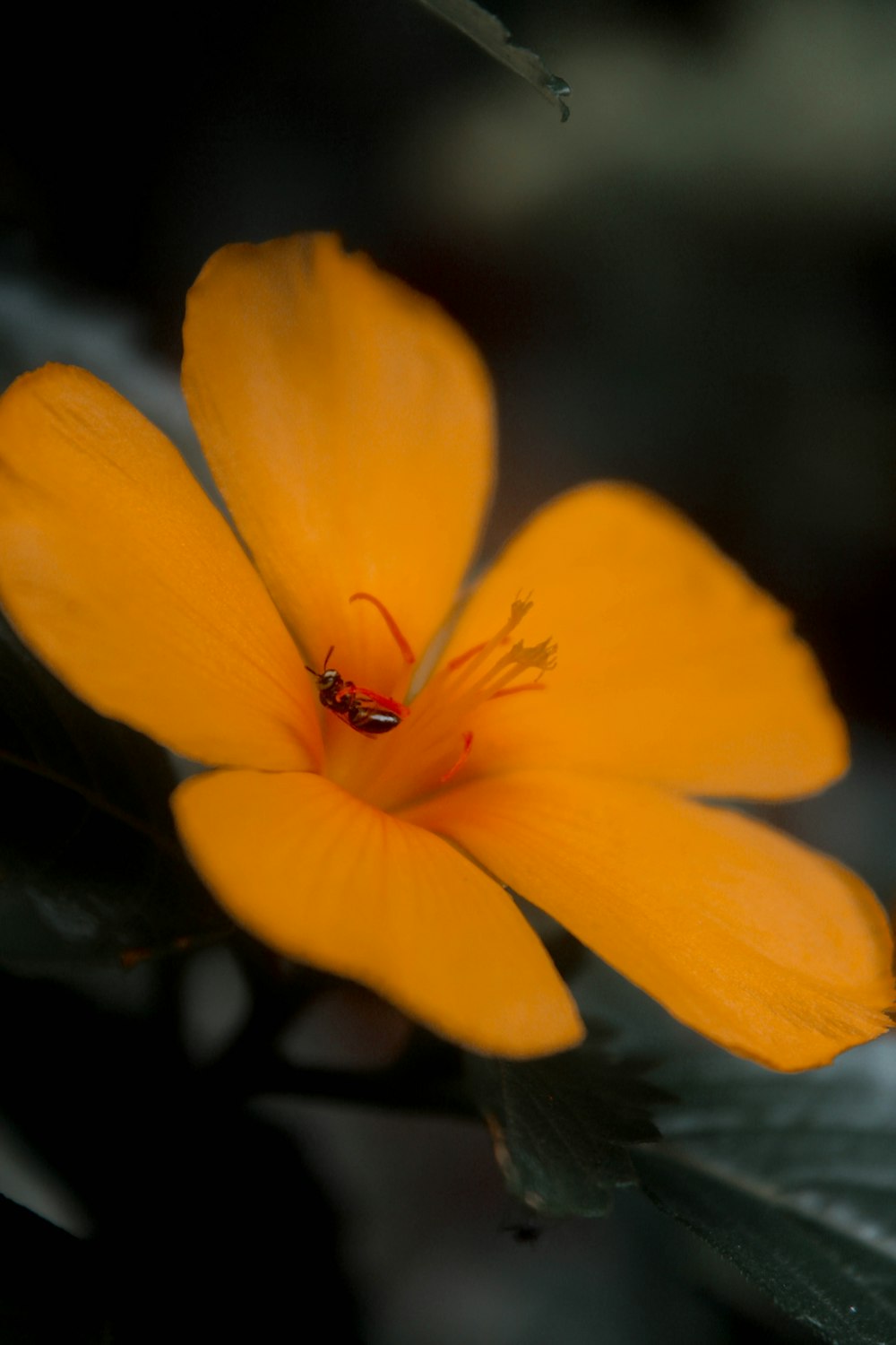 a yellow flower with a bug on it