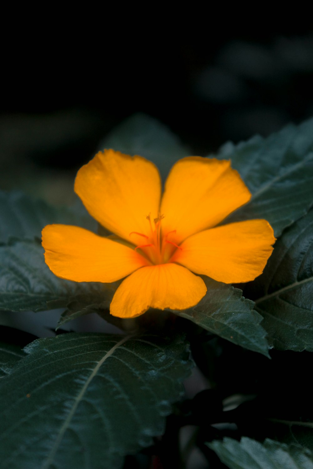 a yellow flower with green leaves around it