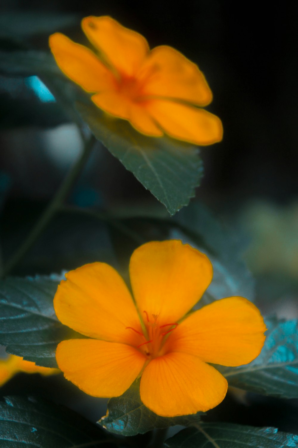 a couple of yellow flowers sitting on top of green leaves