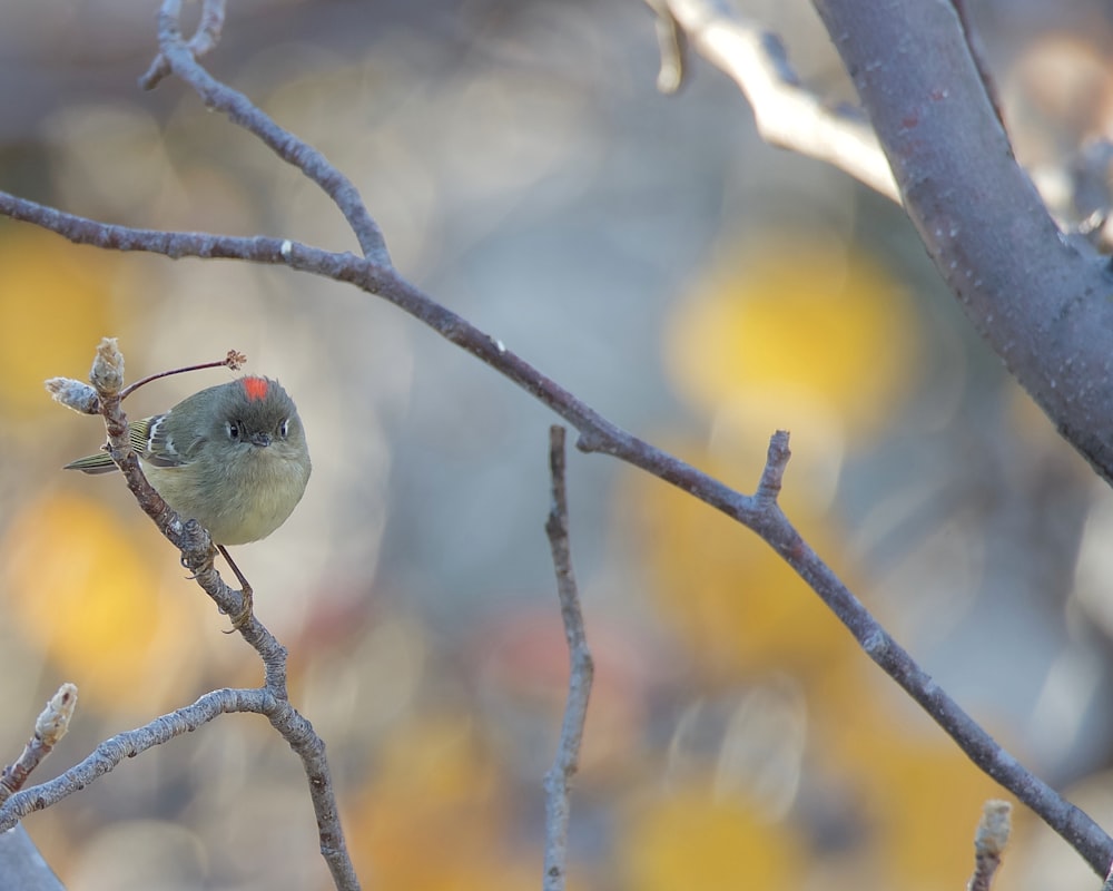 a small bird perched on top of a tree branch