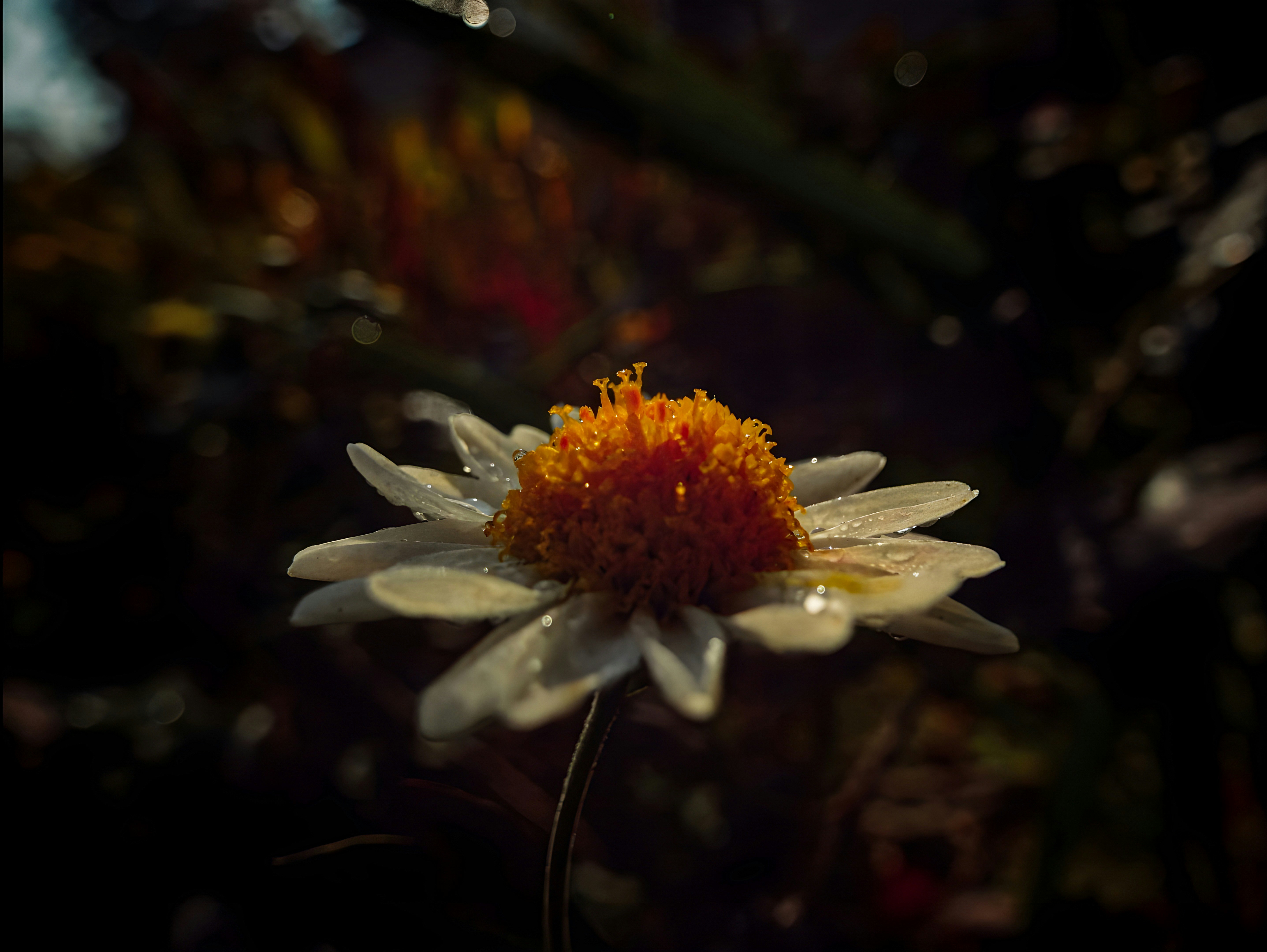 Photo by aayush_khokhar