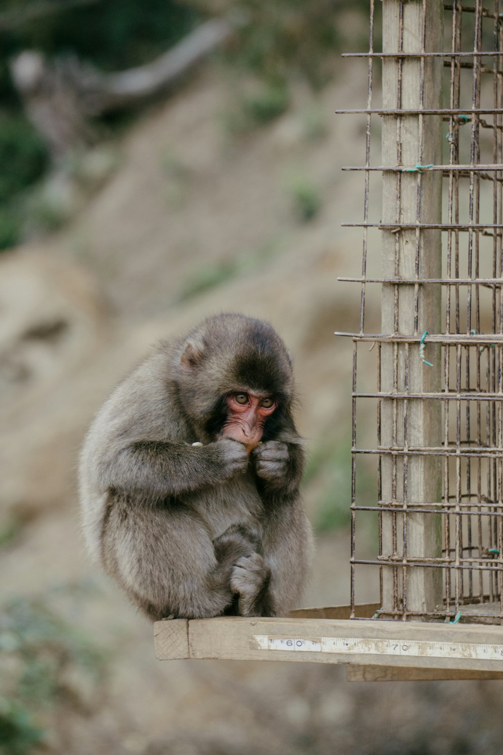 Un pequeño mono sentado en una repisa junto a una jaula