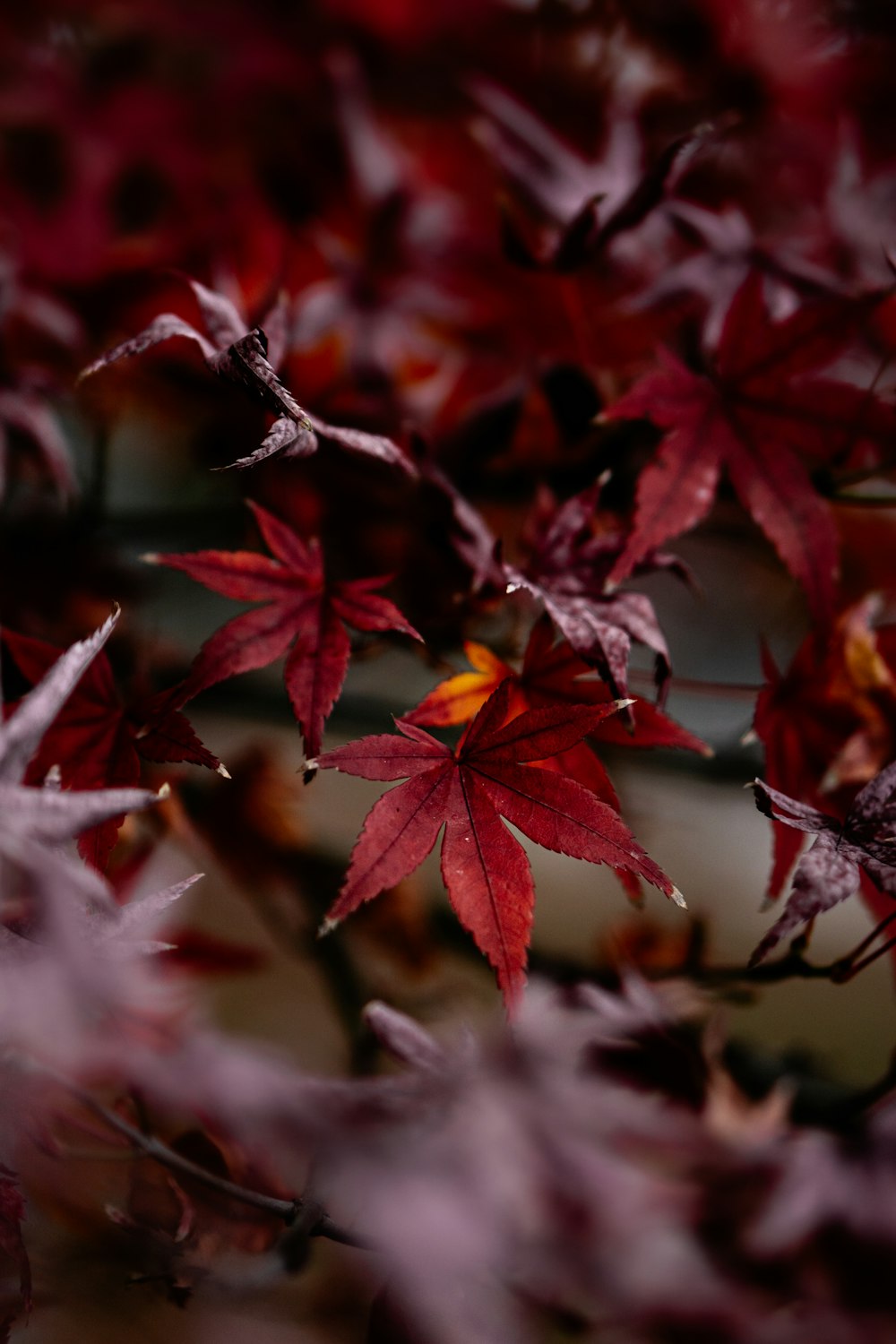 a close up of a tree with red leaves