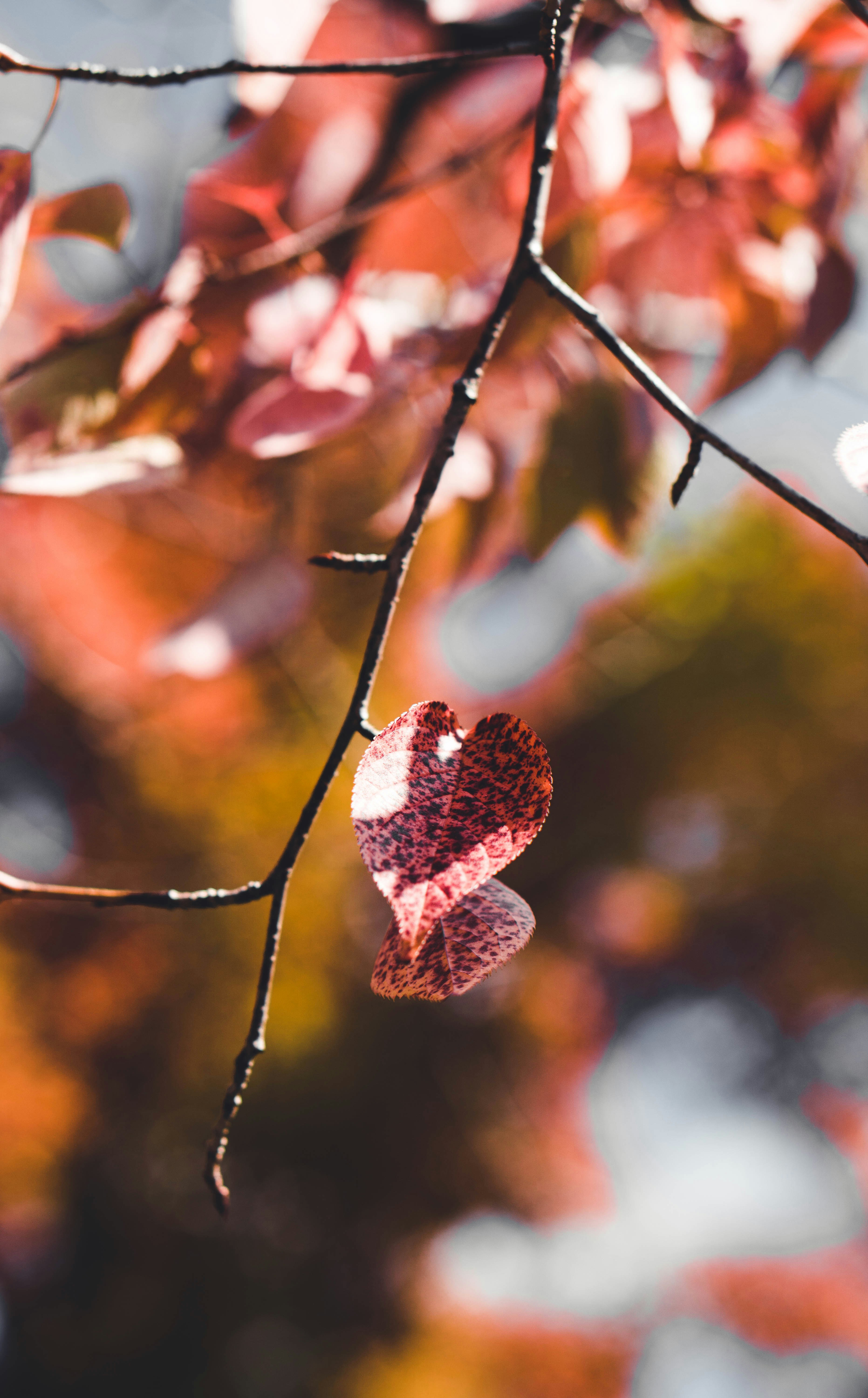 Photo by dianainjapan