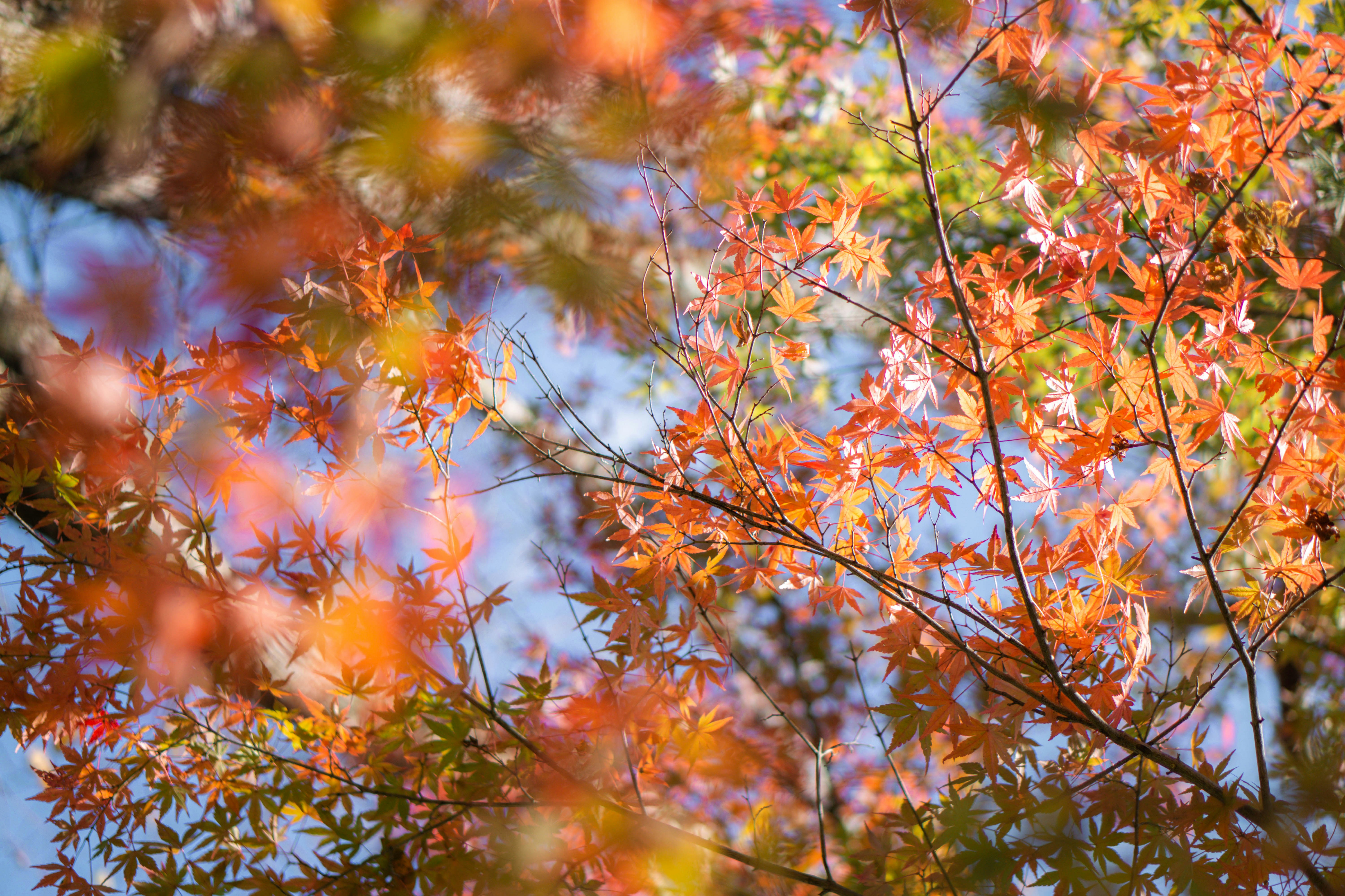 Photo by dianainjapan