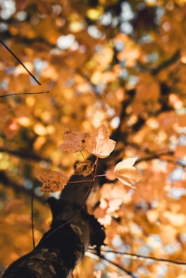 Sunlight filters through autumn leaves, creating a warm, golden glow. The leaves are in focus, highlighting their intricate textures and veins, while the background is softly blurred, adding depth to the scene.