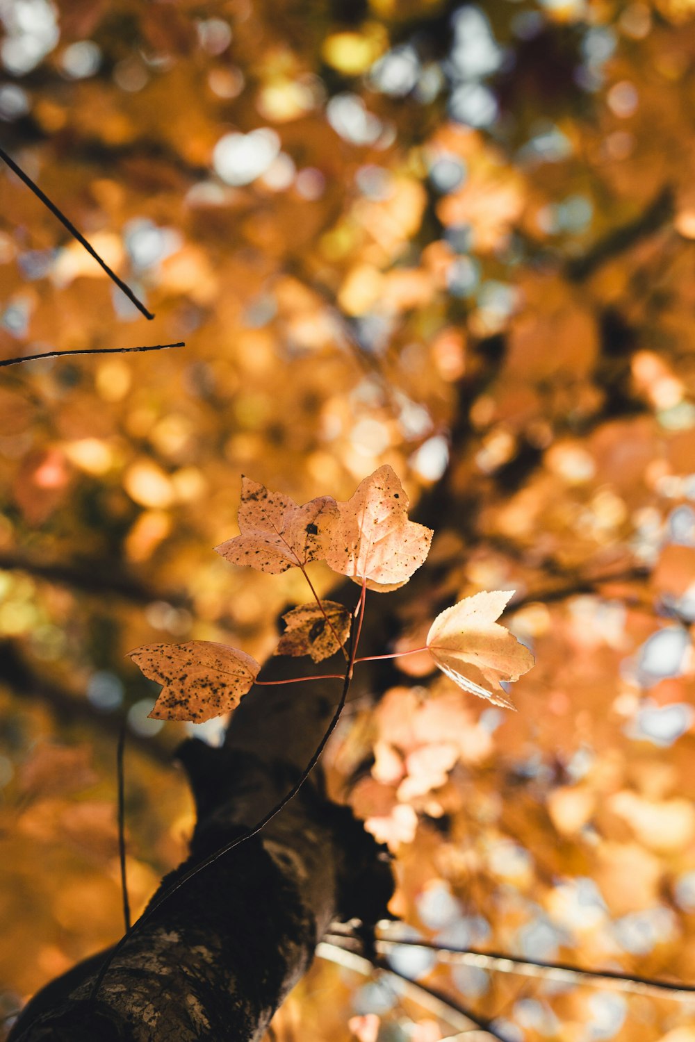 a leafy tree with yellow leaves in the fall