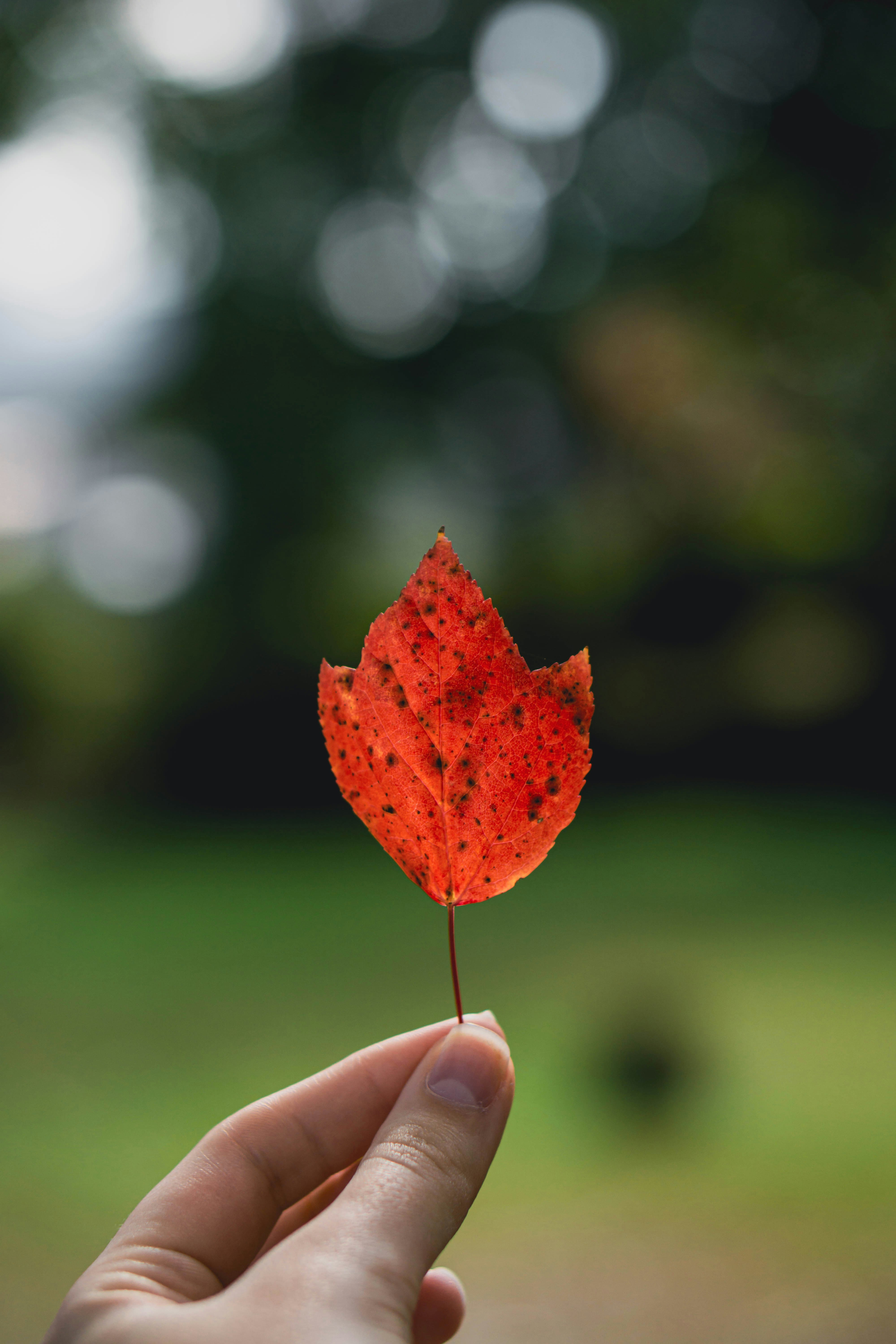 Photo by dianainjapan