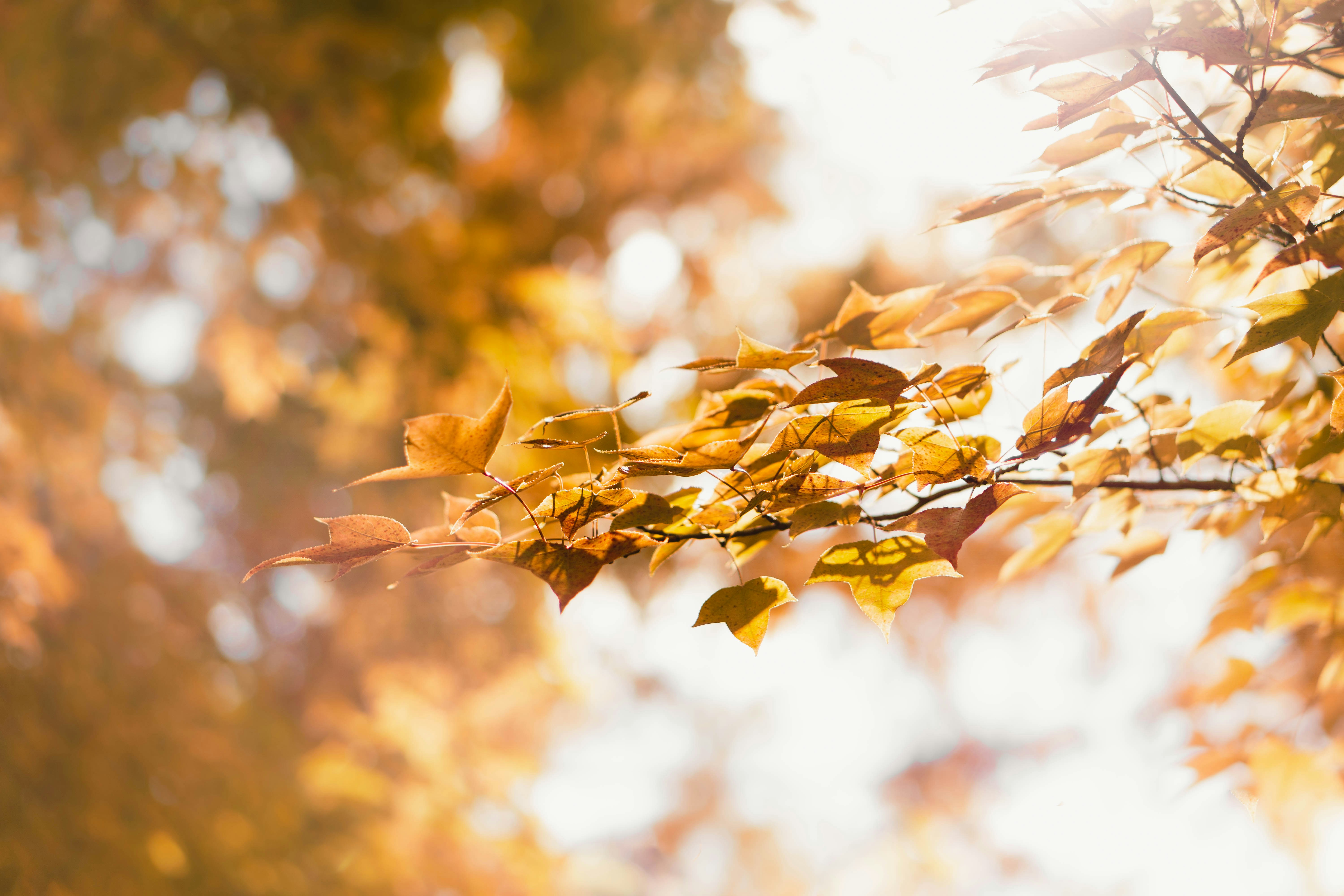 Photo by dianainjapan