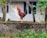 A proud rooster from Partido El Triunfo standing in a sunny yard.