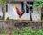 A proud rooster from Partido El Triunfo standing in a sunny yard.