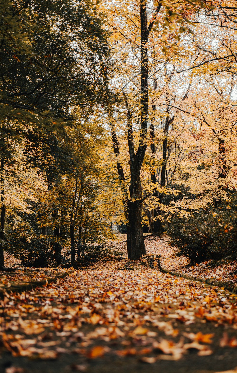 a leaf covered path in the middle of a forest