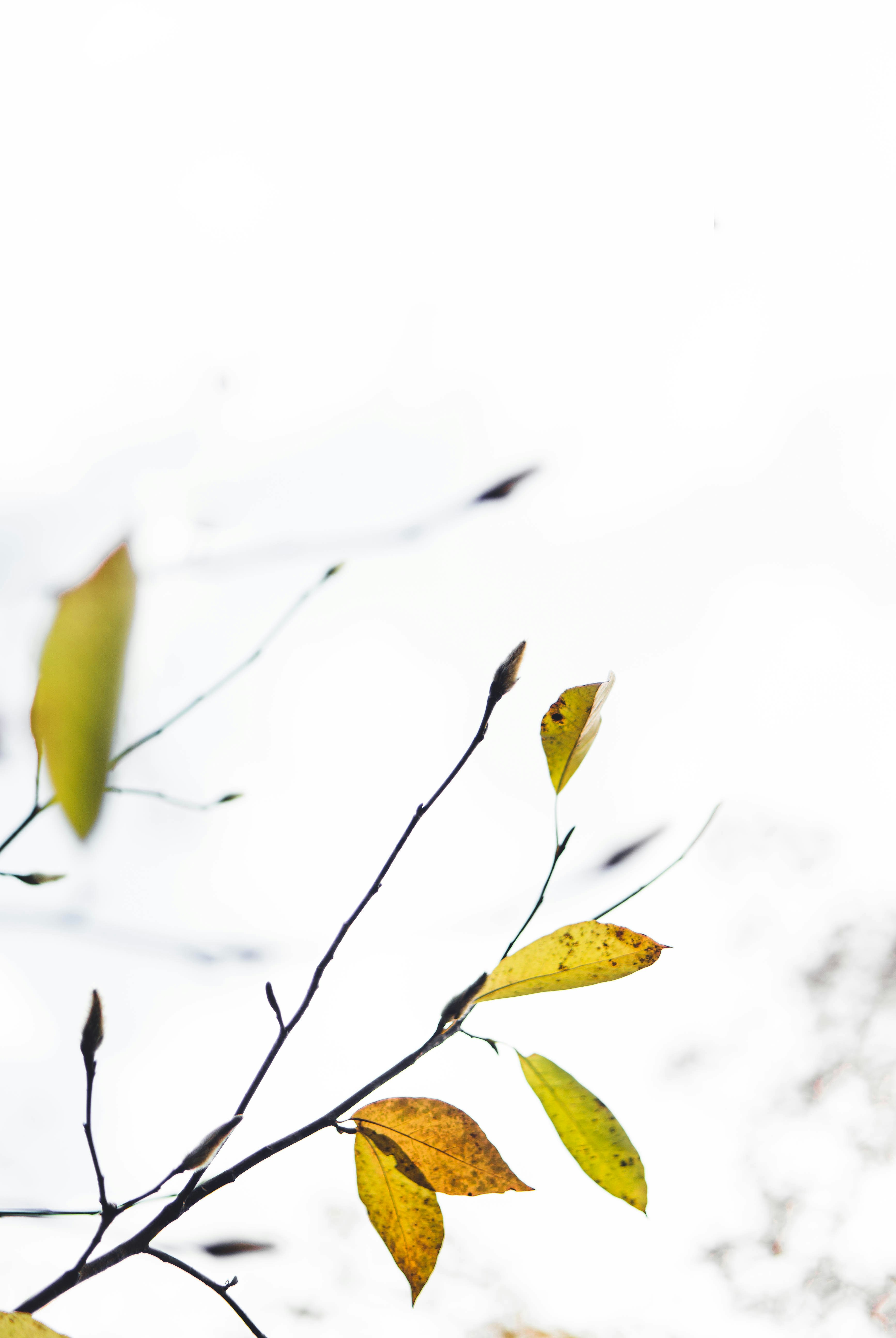 Photo by dianainjapan