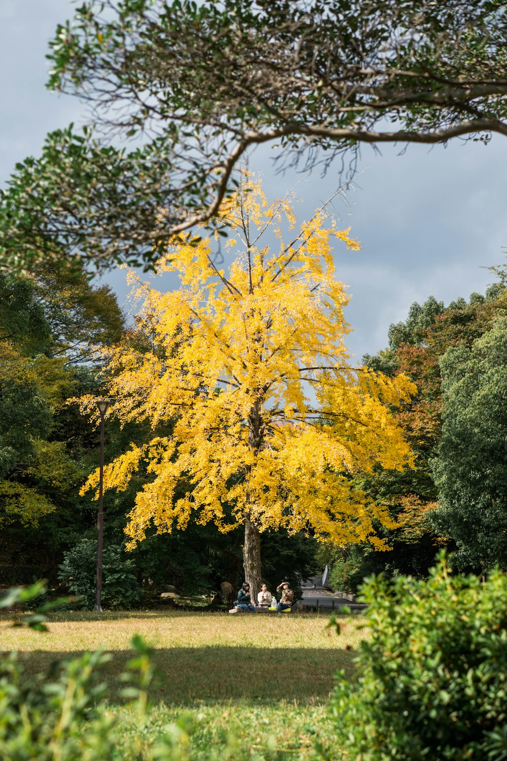 a tree with yellow leaves in a park