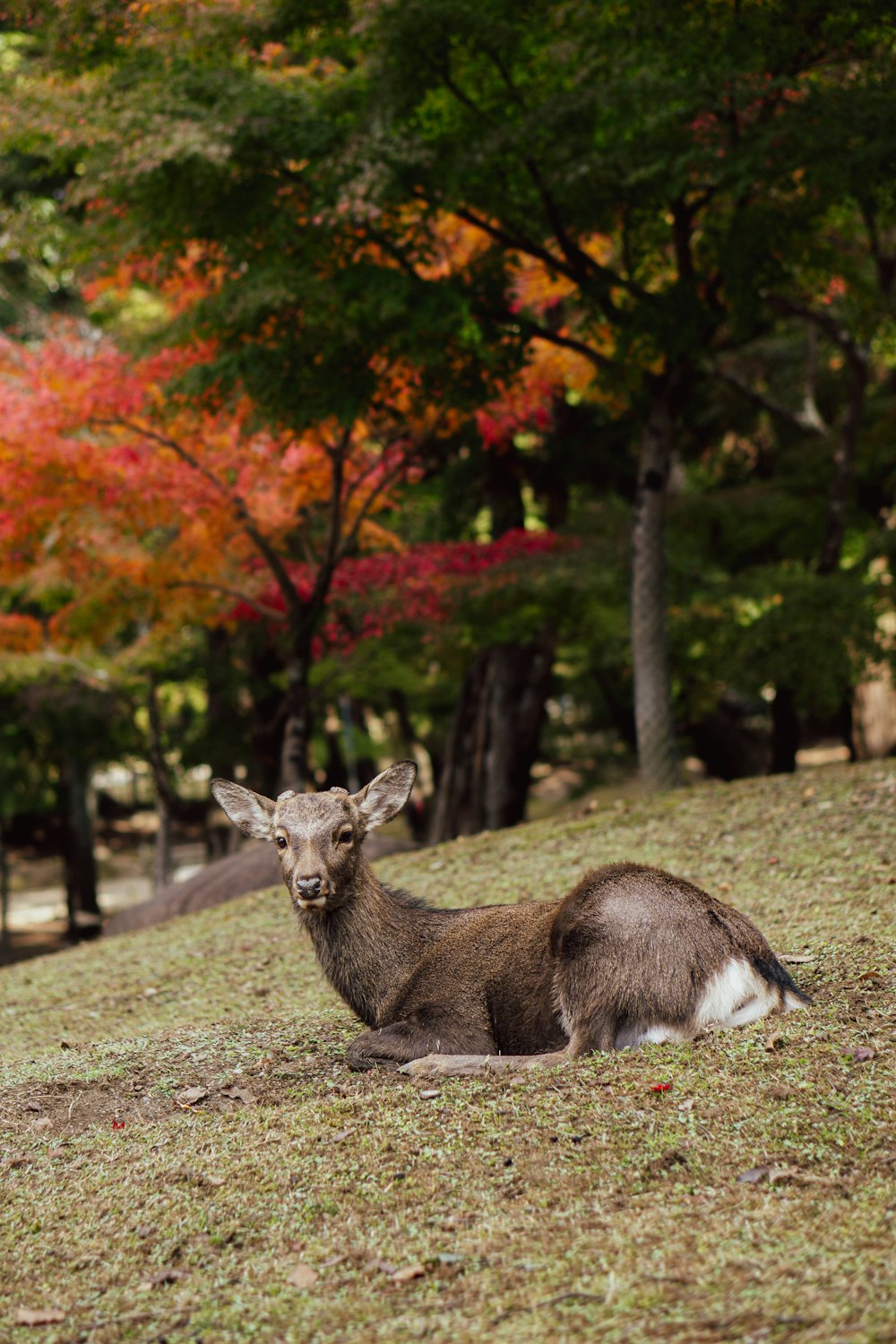 um cervo sentado no topo de uma encosta coberta de grama