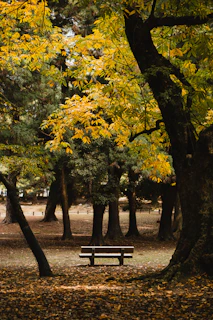 A serene park bench surrounded by autumn leaves in soft golden light