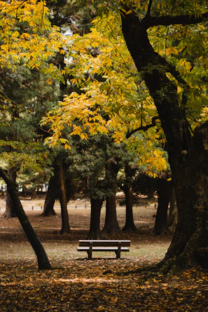 A peaceful park bench under autumn trees with golden leaves falling.