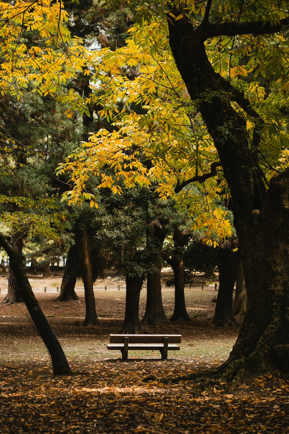 a park bench surrounded by trees with yellow leaves
