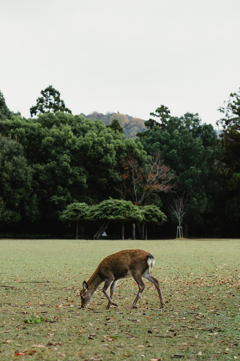 um cervo pastando em um campo com árvores ao fundo