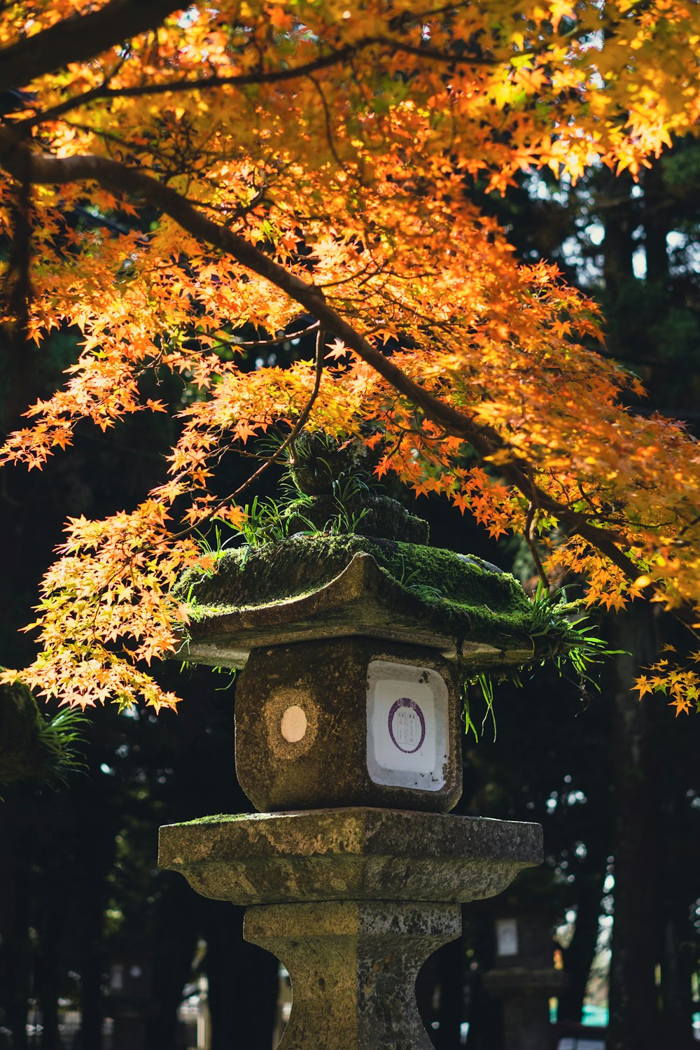 a lantern with a tree in the background