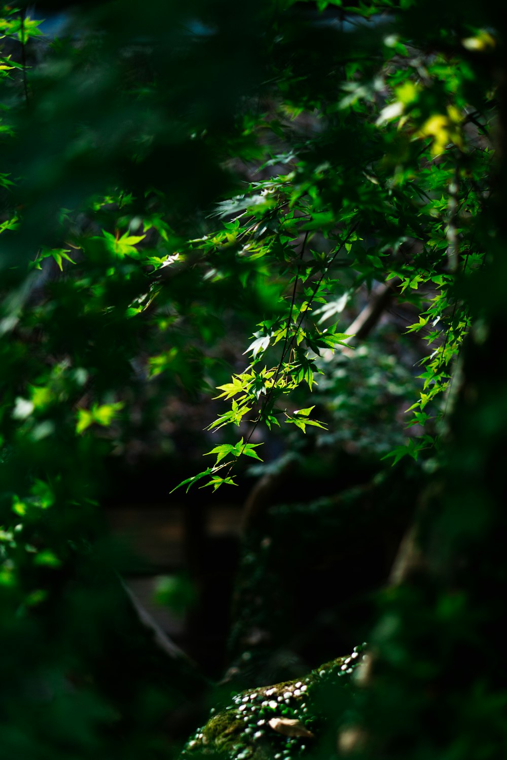 a bird is sitting on a branch of a tree