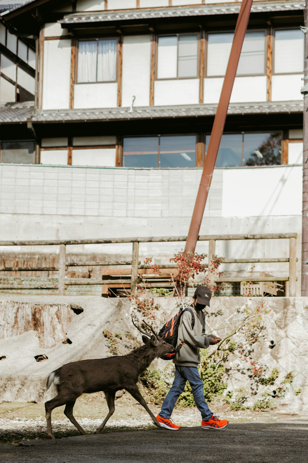 a man walking a deer across a street